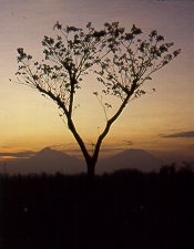 Merapi and Merbabu volcanoes